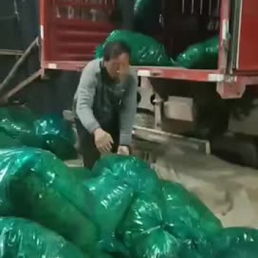 香菜