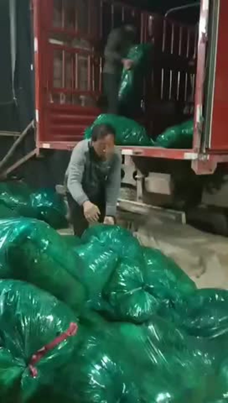 香菜