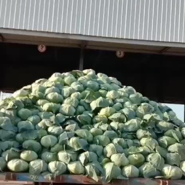 扁包菜