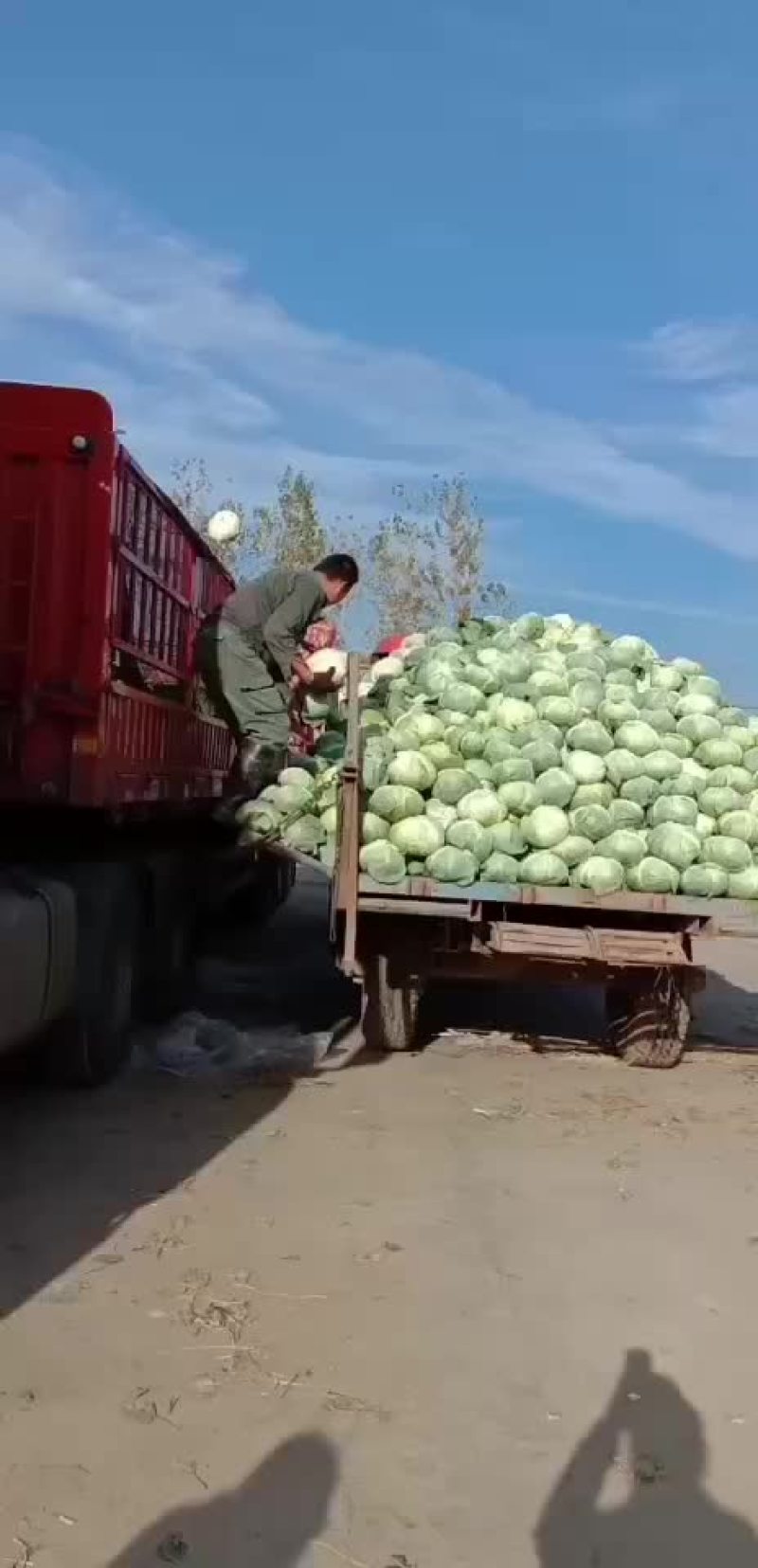 扁包菜