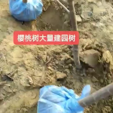 樱桃树