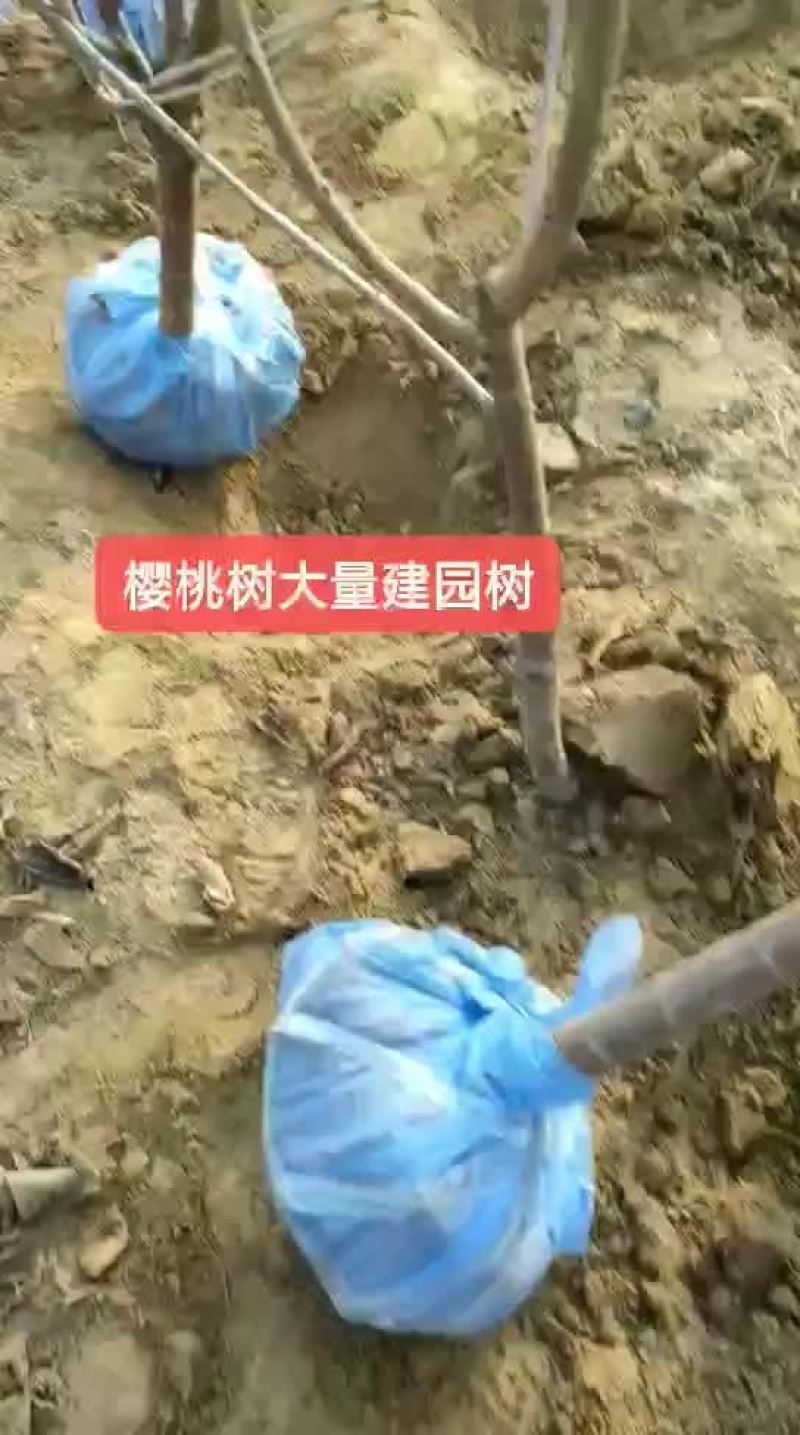 樱桃树