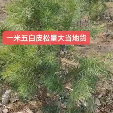 白皮松一米五到三米以上