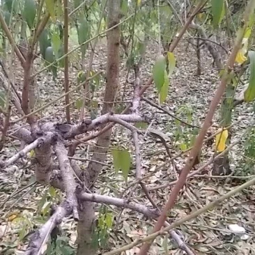 占地桃树八之十二分