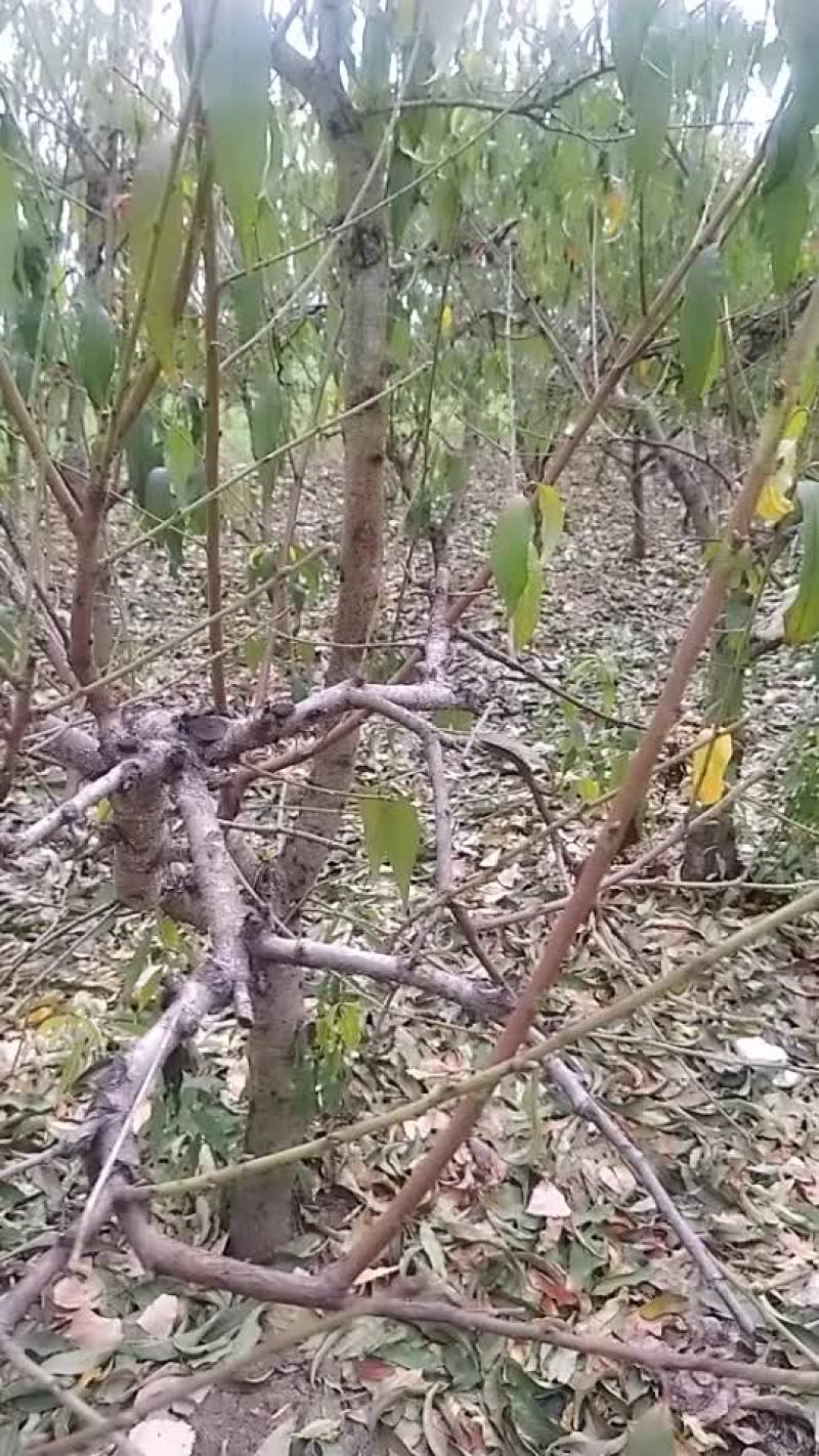 占地桃树八之十二分