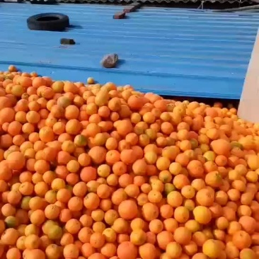 脐橙