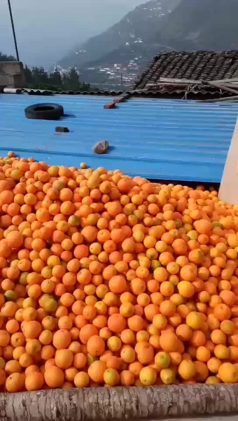 脐橙