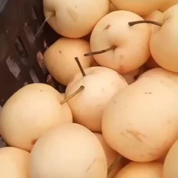 十万斤黄冠梨出售