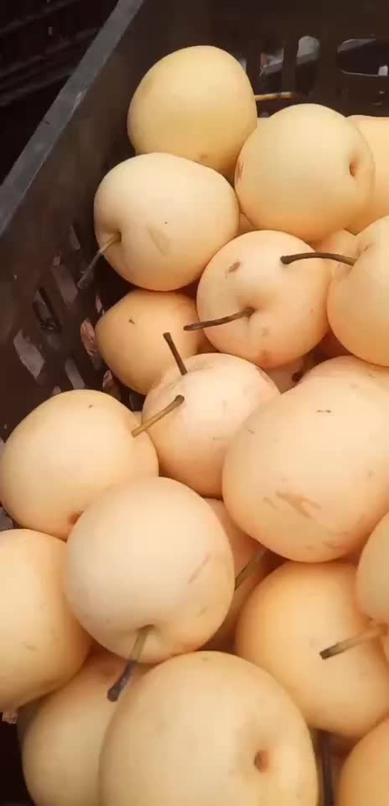 十万斤黄冠梨出售