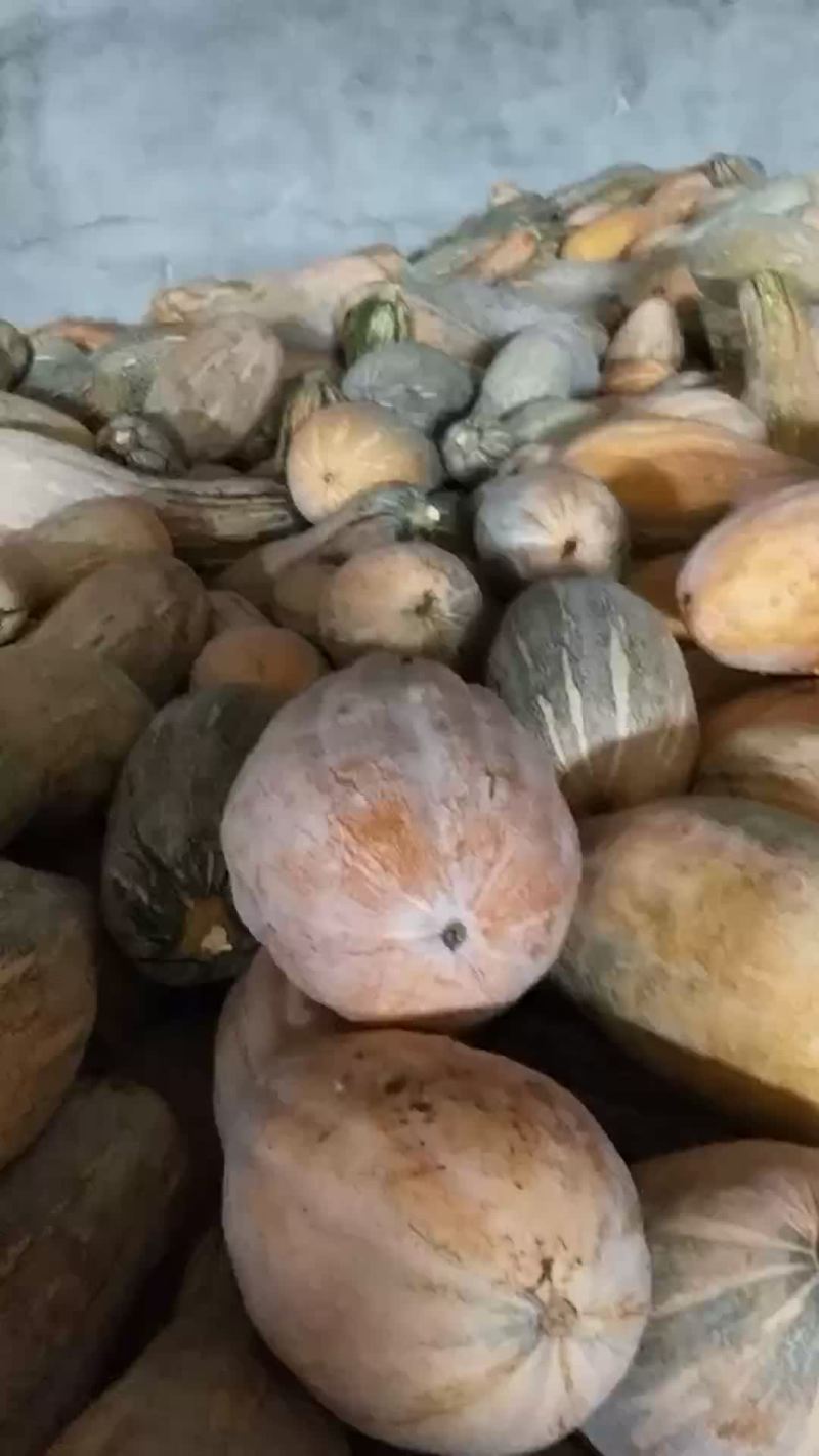 加工厂南瓜