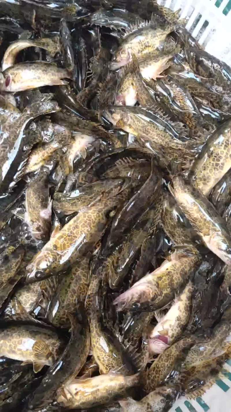 斑鳜鱼苗，老虎桂