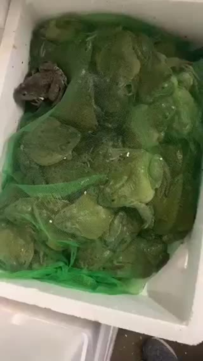 牛蛙批发