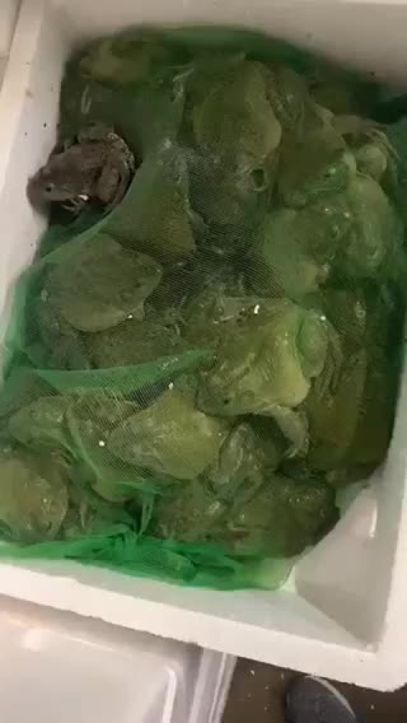牛蛙批发