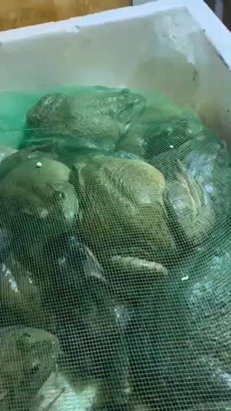 牛蛙批发