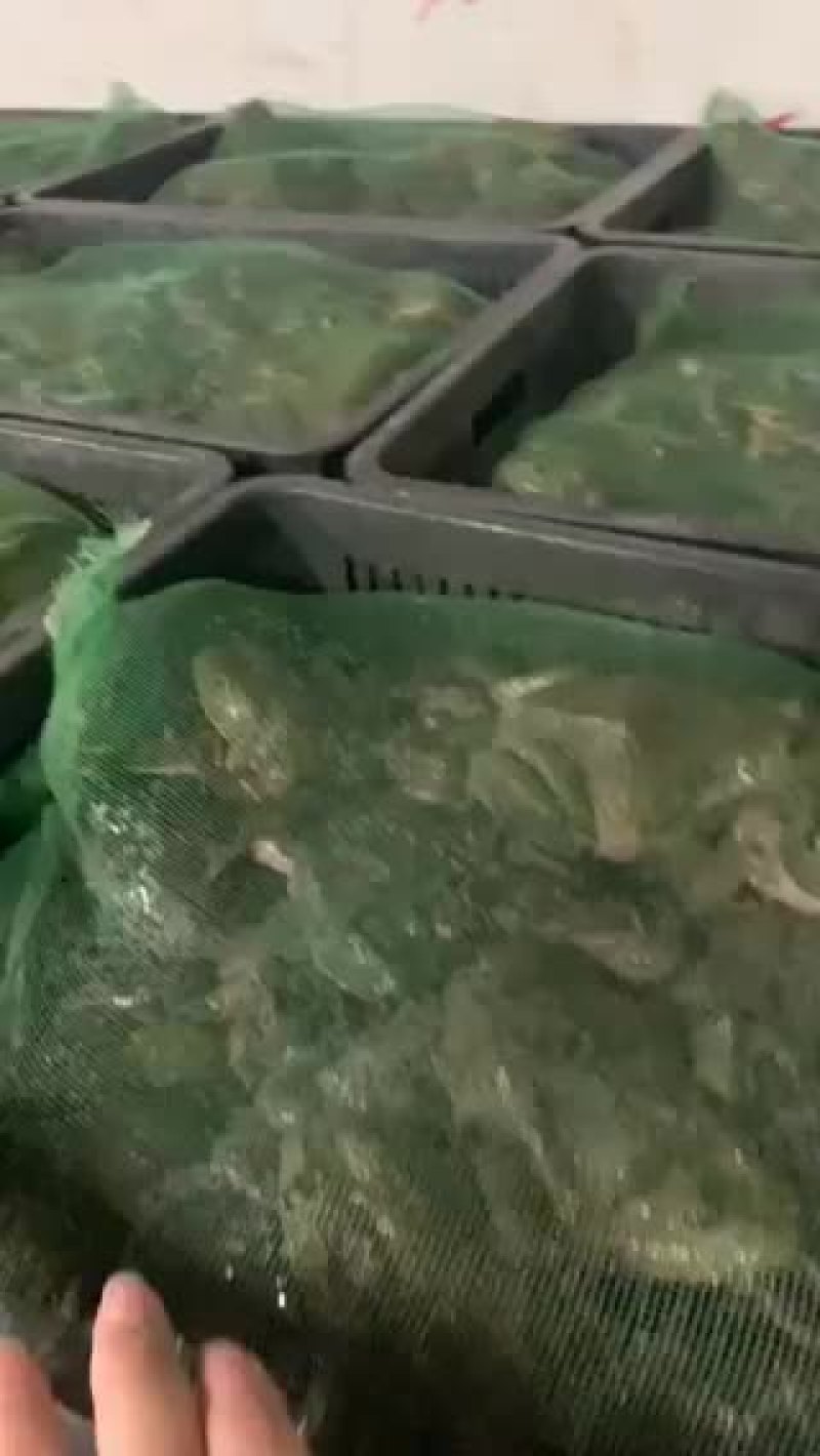 牛蛙批发