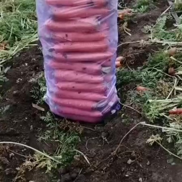 北京包胡萝卜出售