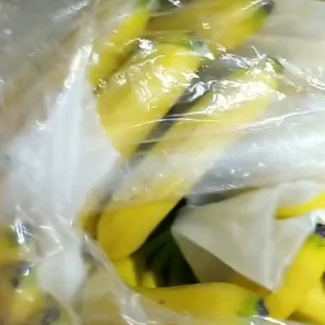 香蕉