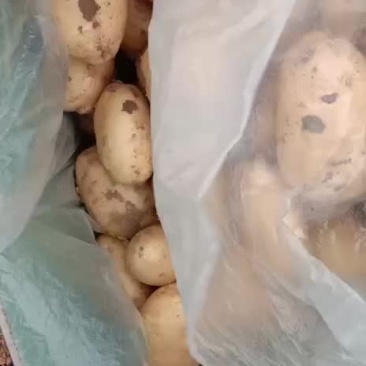 荷兰