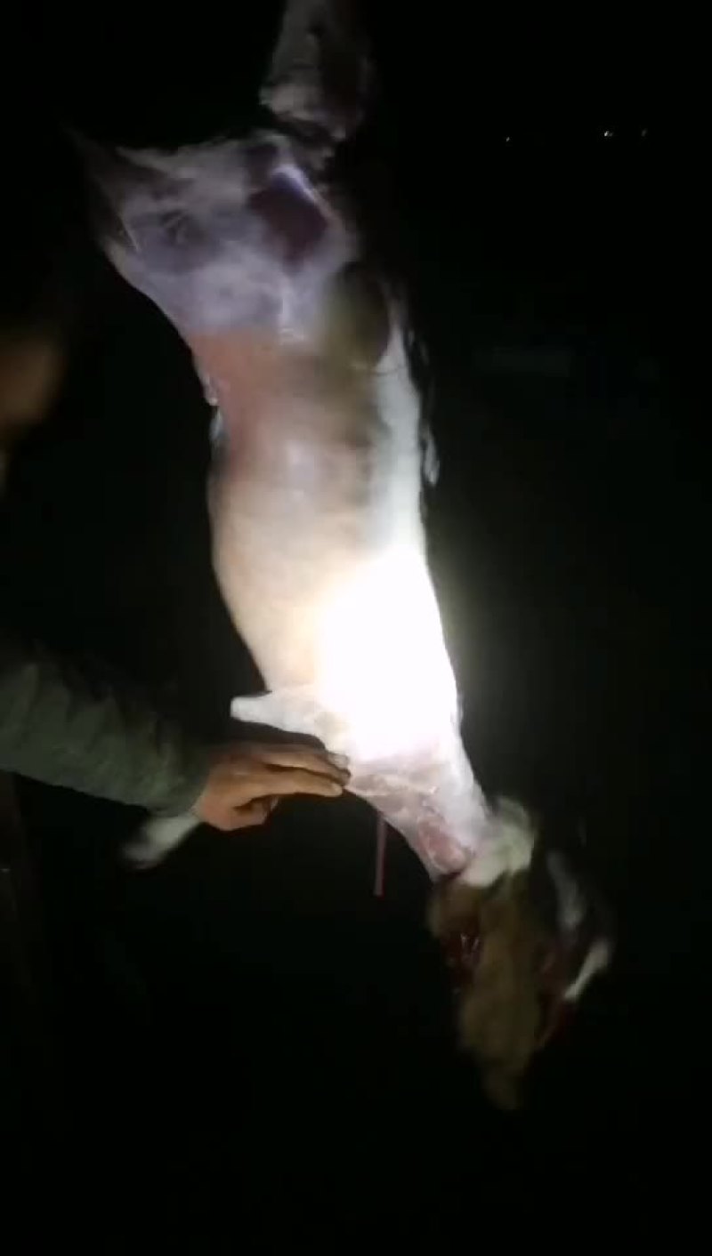 生态羊