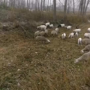 生态羊
