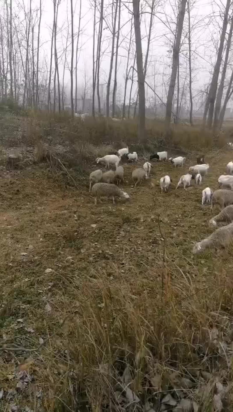 生态羊