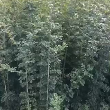 出售对接白蜡小苗。烟粗。欢迎各位老板咨询。