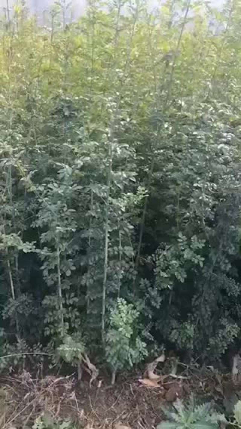 出售对接白蜡小苗。烟粗。欢迎各位老板咨询。