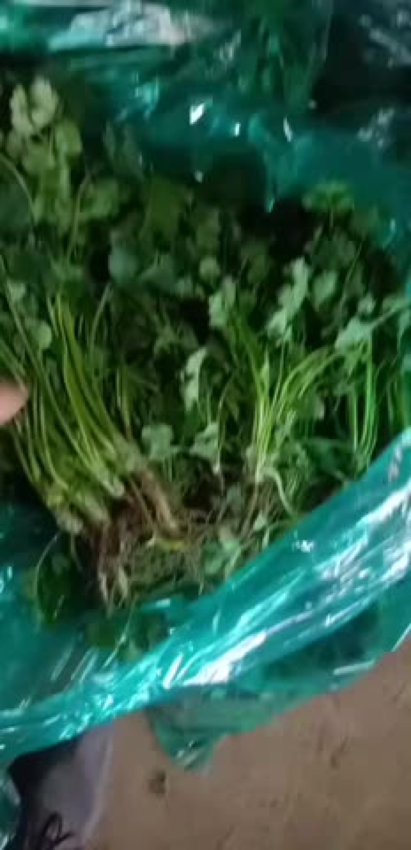 香菜