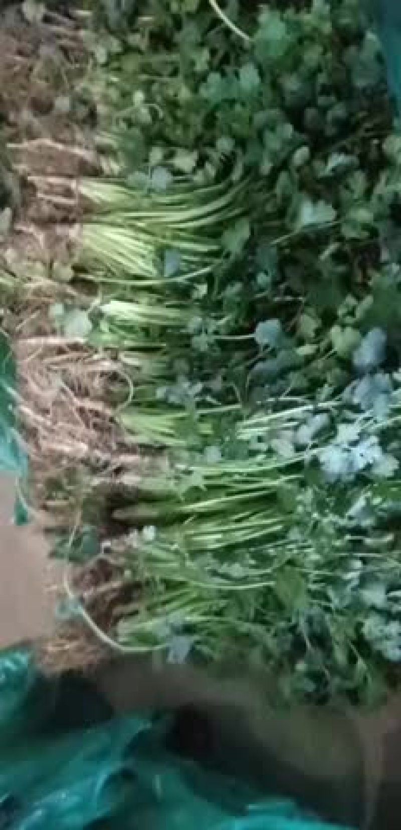香菜