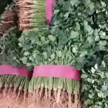 香菜