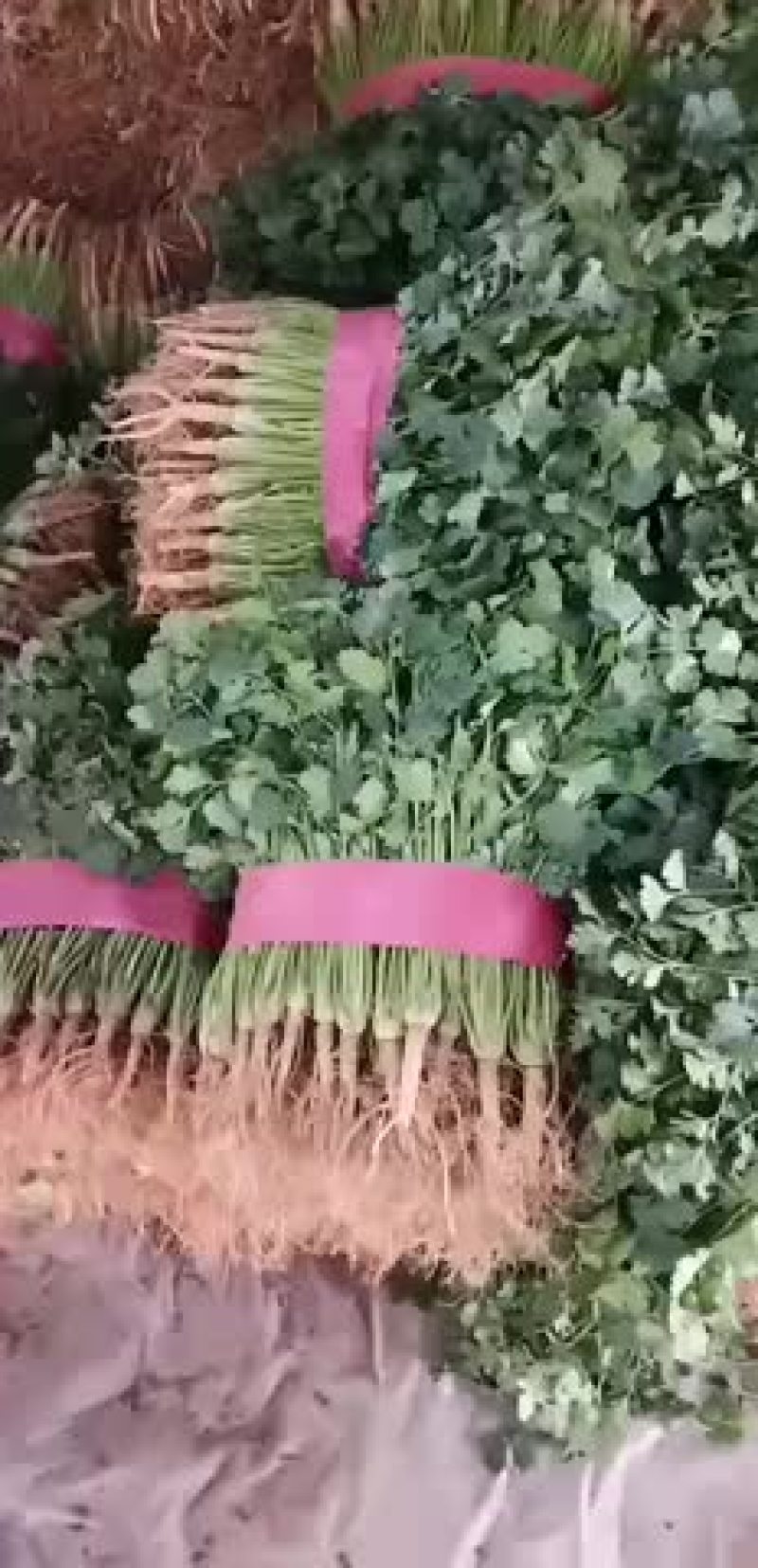 香菜
