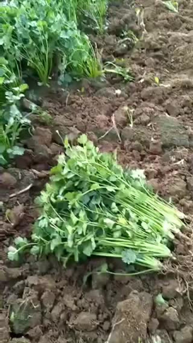 香菜