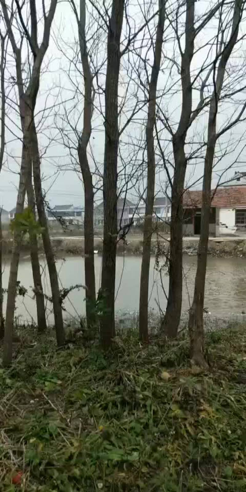 竹柳