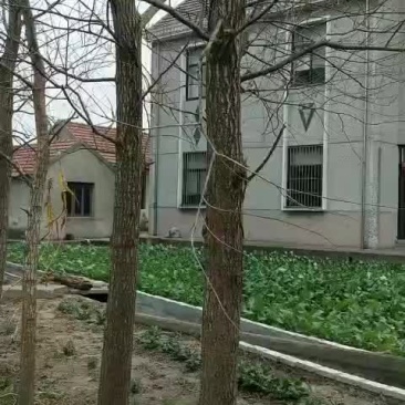 竹柳