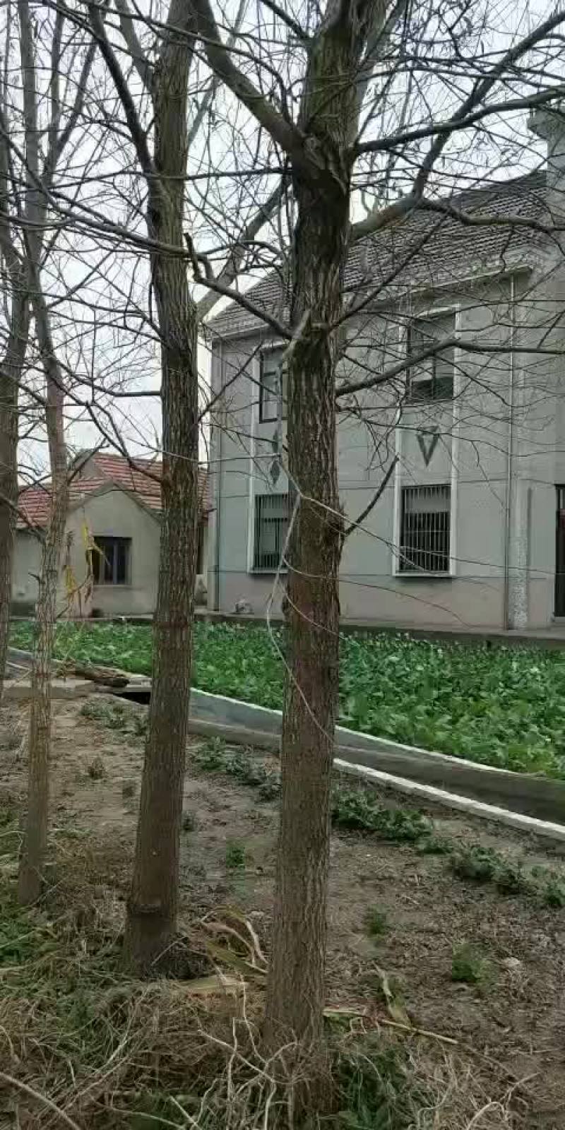 竹柳