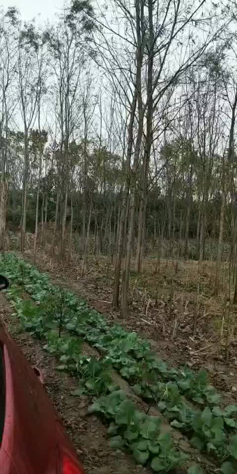 竹柳