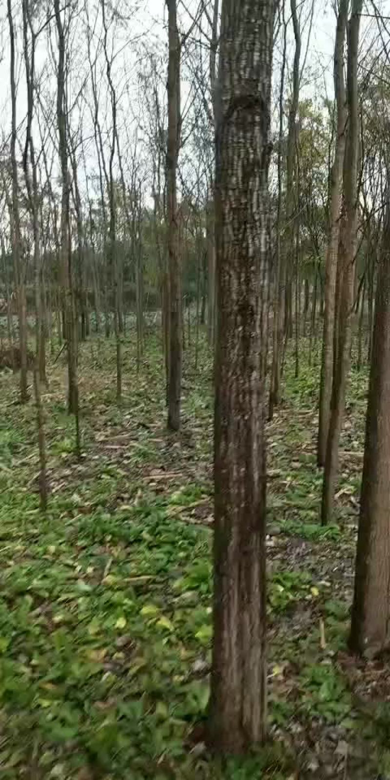 竹柳