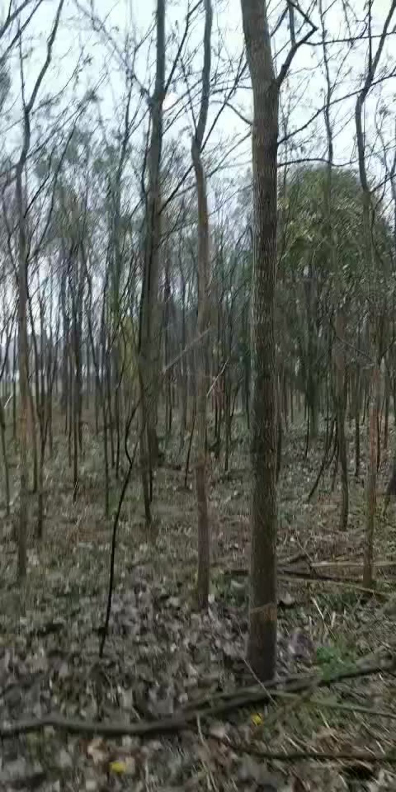 竹柳