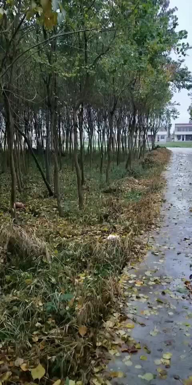 竹柳
