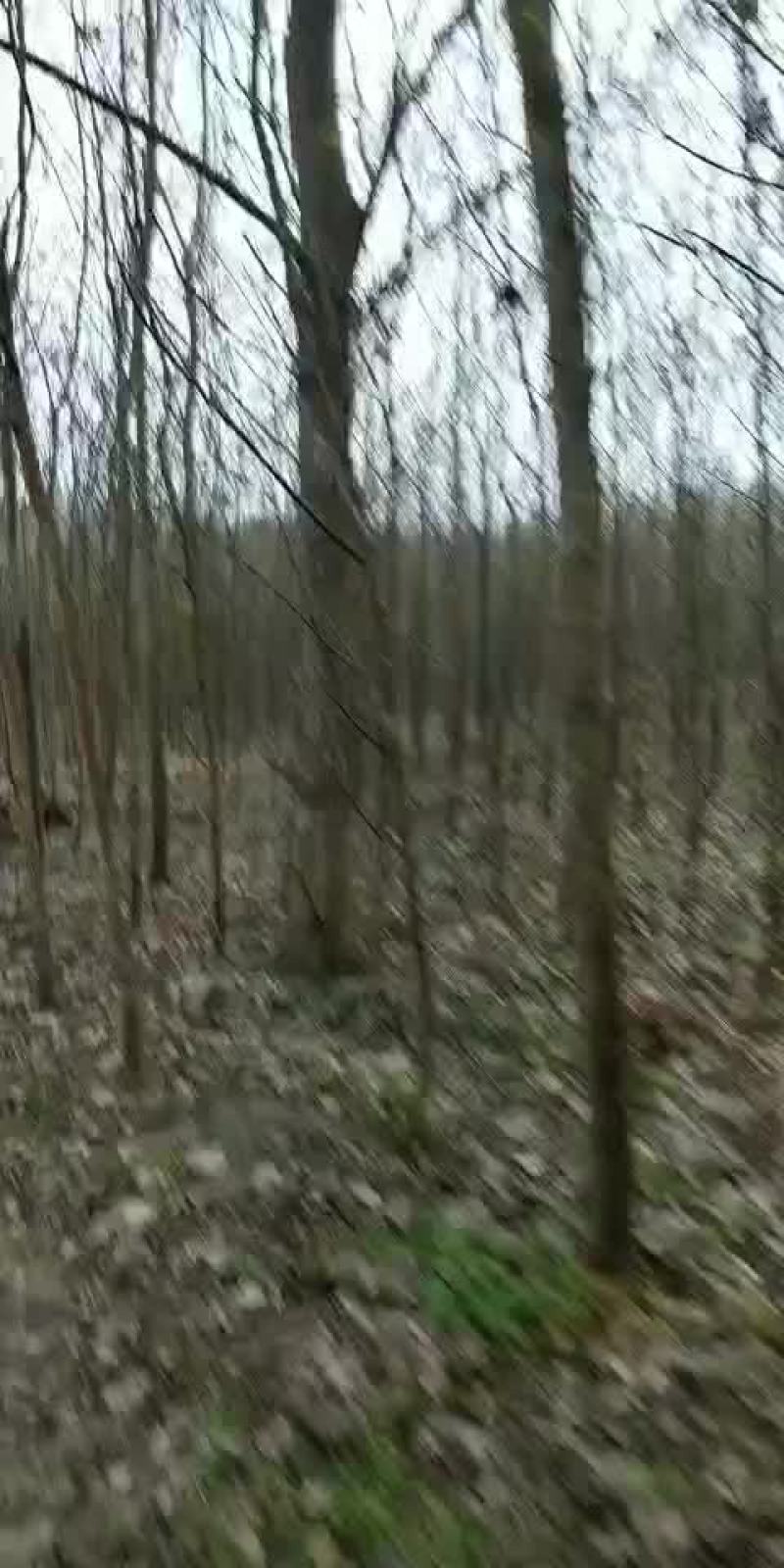 竹柳