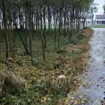 乌桕