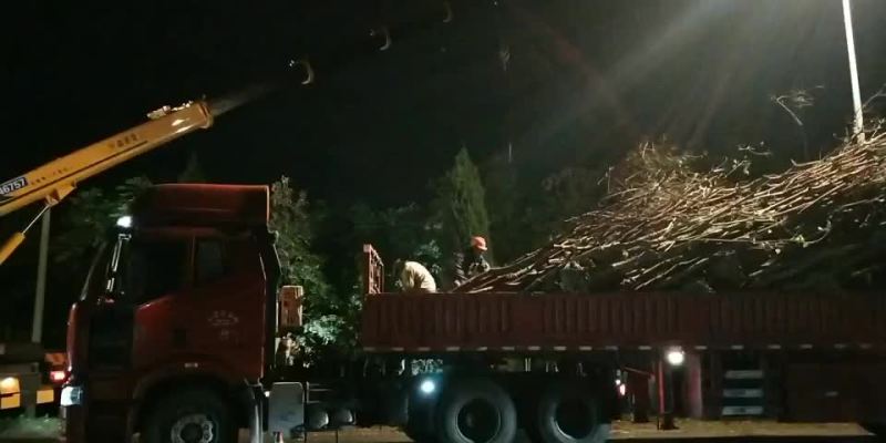 乌桕