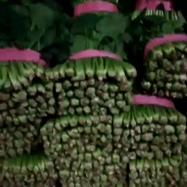 菠菜大量上市中
