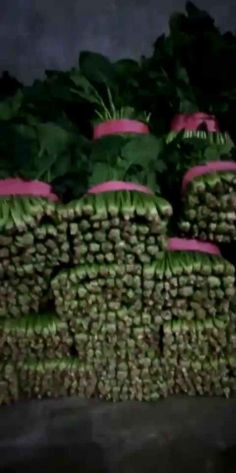 菠菜大量上市中