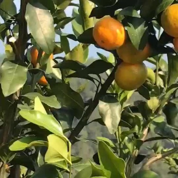 梧州沙糖桔