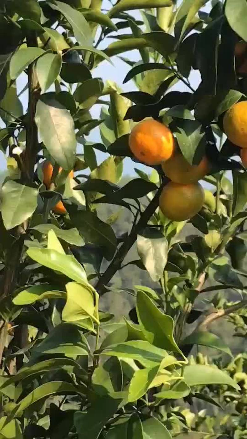 梧州沙糖桔