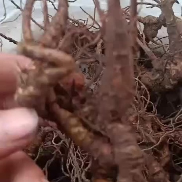 本地高山野生三七，种苗，根，种供应