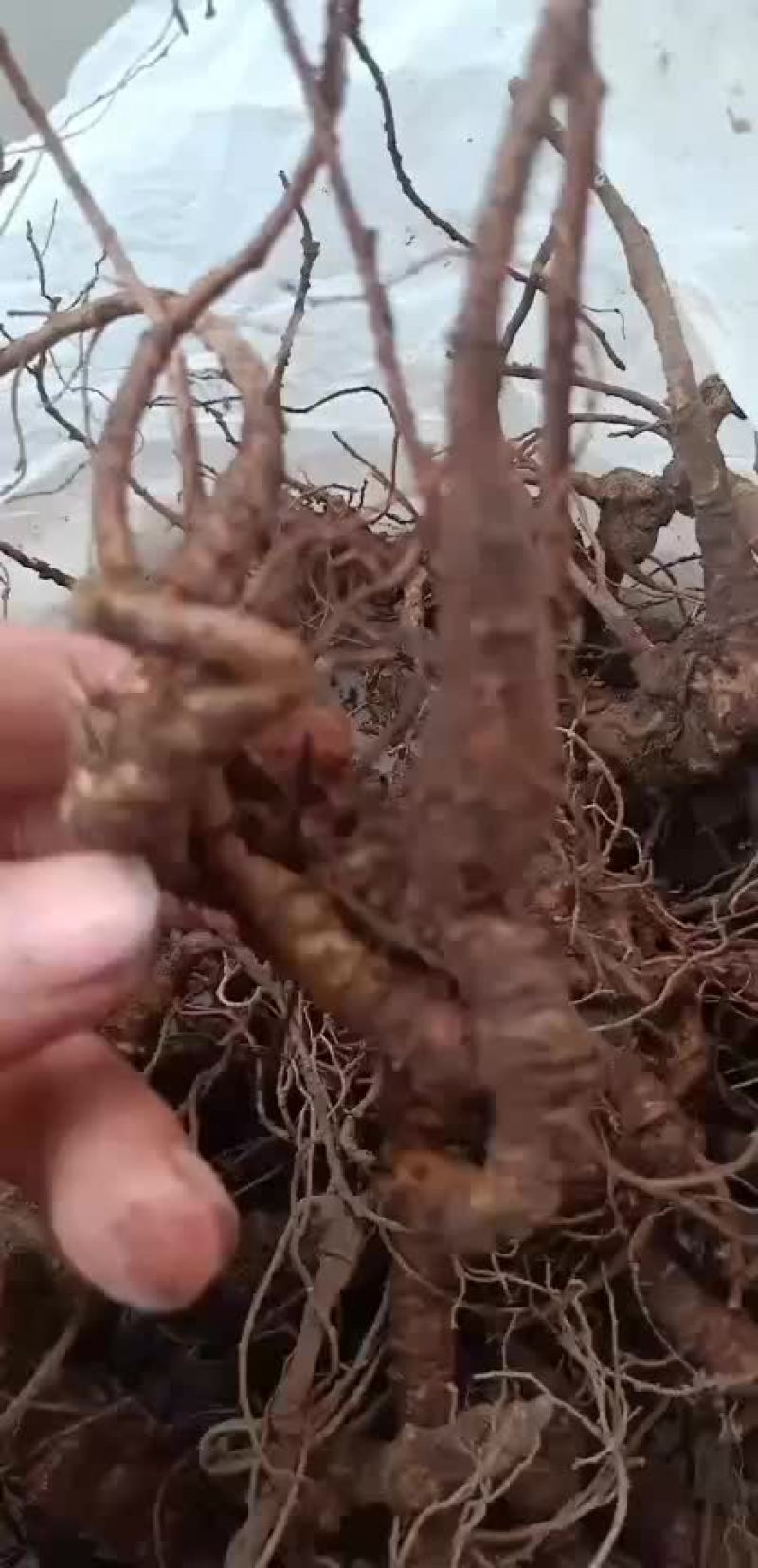 本地高山野生三七，种苗，根，种供应