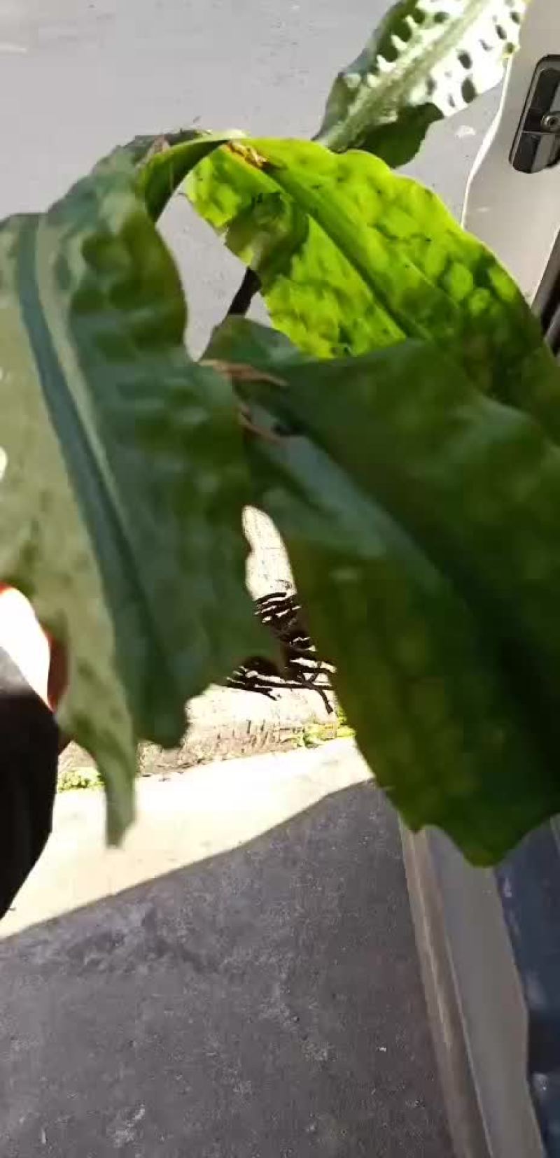 本地高山野生三七，种苗，根，种供应