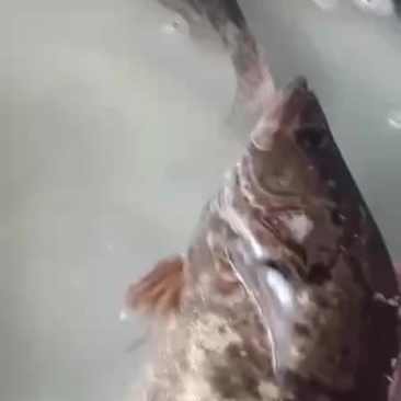 黑桂鱼